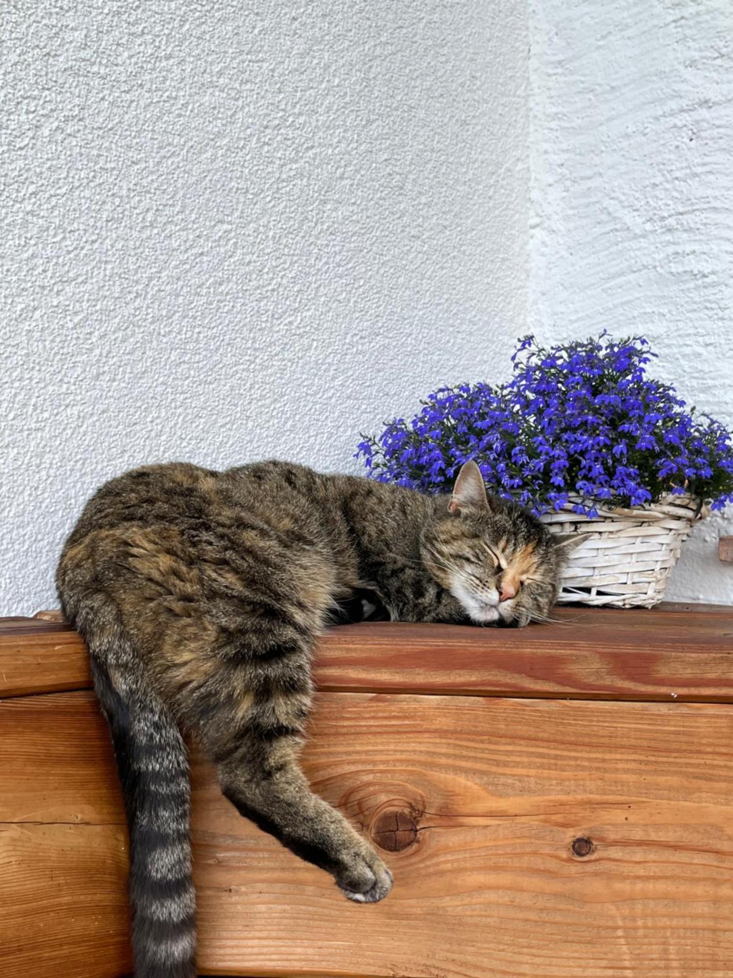 Apartment Niedermaisgut *